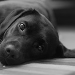 Labrador noir couché