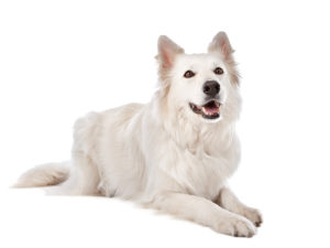 chien blanc